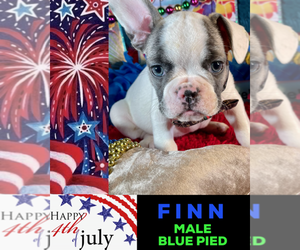 French Bulldog Puppy for sale in HEATHROW, FL, USA