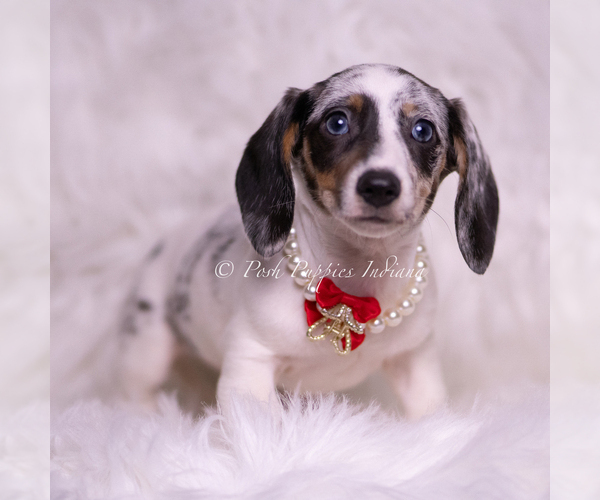 Medium Photo #85 Dachshund Puppy For Sale in WARSAW, IN, USA