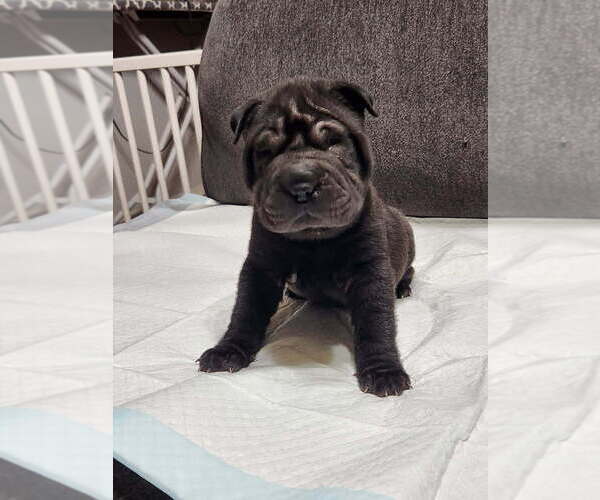 Medium Photo #11 Chinese Shar-Pei Puppy For Sale in SHAWNEE, OK, USA