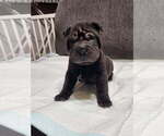 Puppy 5 Chinese Shar-Pei