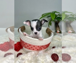 Medium Chihuahua
