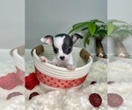 Small Photo #4 Chihuahua Puppy For Sale in WINSTON SALEM, NC, USA
