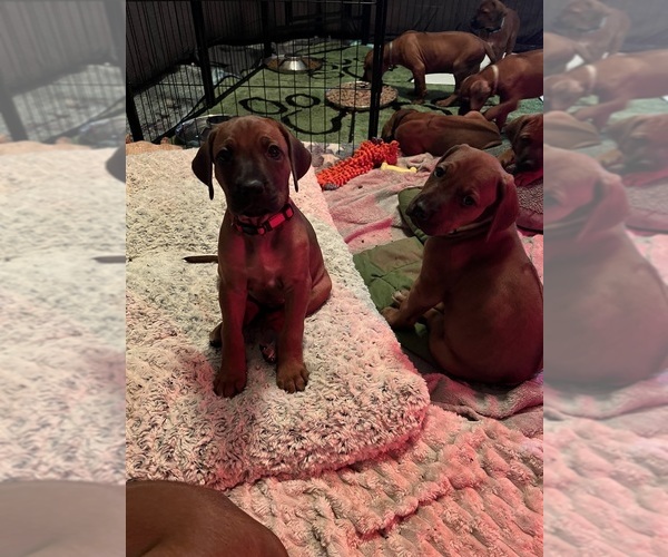 Medium Photo #4 Rhodesian Ridgeback Puppy For Sale in MURFREESBORO, TN, USA