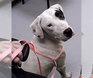 Argentinian Mastiff-Unknown Mix Dogs for adoption in St. Cloud, FL, USA