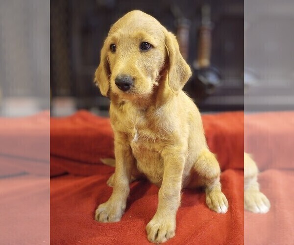 Medium Photo #2 Labradoodle Puppy For Sale in MOMEYER, NC, USA