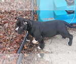 Small #1 American Bully