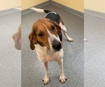 Rocky - Male Treeing Walker Coonhound Dog for Adoption - Small photo