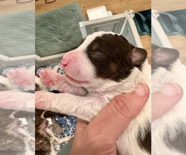 Medium Photo #4 Aussiedoodle Miniature  Puppy For Sale in ROCK HILL, SC, USA