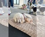 Small Photo #4 Maltese Puppy For Sale in Newport Beach, CA, USA
