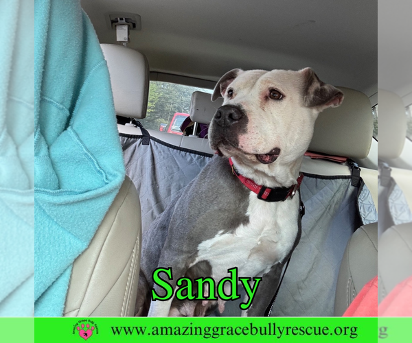 Medium Photo #2 American Pit Bull Terrier-Unknown Mix Puppy For Sale in Pensacola, FL, USA