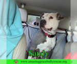 Small Photo #2 American Pit Bull Terrier-Unknown Mix Puppy For Sale in Pensacola, FL, USA
