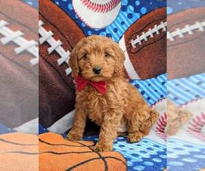 Goldendoodle Puppy for sale in GLEN ROCK, PA, USA