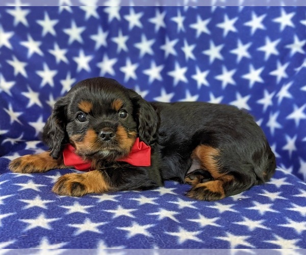 Medium Photo #1 Cavalier King Charles Spaniel Puppy For Sale in NOTTINGHAM, PA, USA