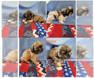 Shih Tzu Puppy for sale in STURGIS, MI, USA