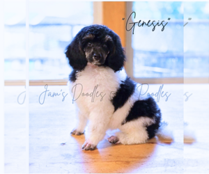 Poodle (Miniature) Puppy for sale in CLEVELAND, GA, USA