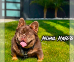 Small Photo #1 French Bulldog Puppy For Sale in MORENO VALLEY, CA, USA