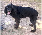 Small #1 Gordon Setter