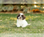 Small Photo #11 Shih Tzu Puppy For Sale in WARSAW, IN, USA