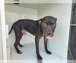 American Pit Bull Terrier Dogs for adoption in Houston, TX, USA