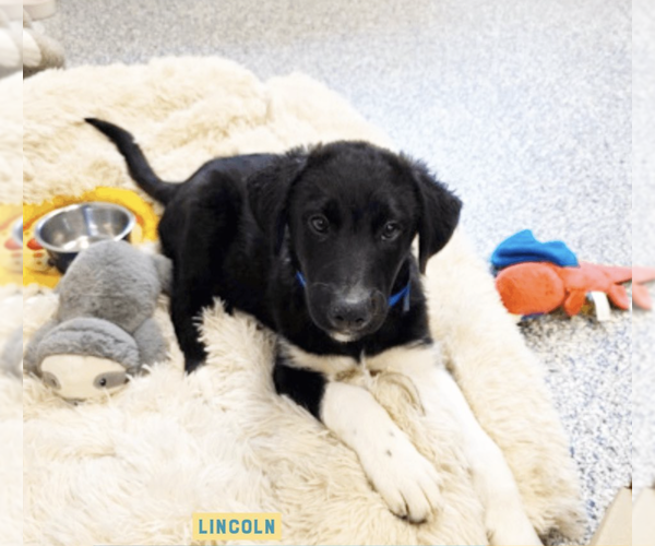 Medium Photo #2 Mutt Puppy For Sale in Candler, NC, USA