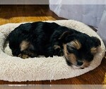 Small Photo #5 Yorkshire Terrier Puppy For Sale in PLANO, TX, USA