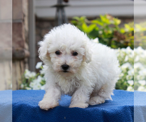 Bichon Frise Puppy for sale in BIRD IN HAND, PA, USA