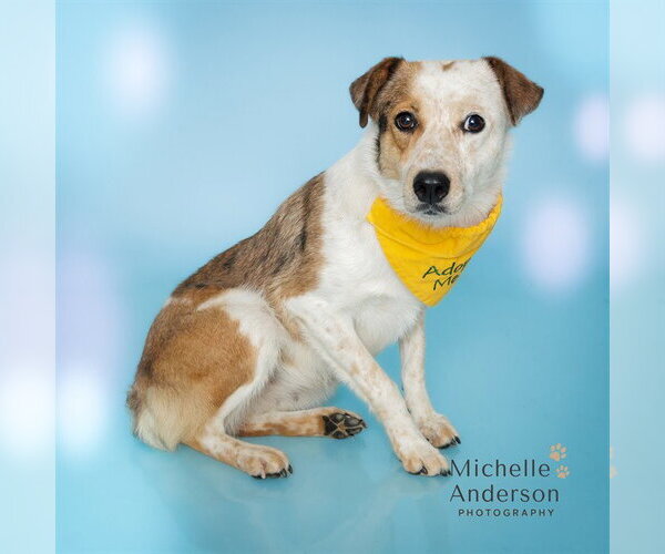 Medium Photo #1 Mutt Puppy For Sale in Corona, CA, USA
