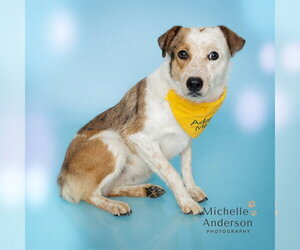 Mutt Dogs for adoption in Corona, CA, USA