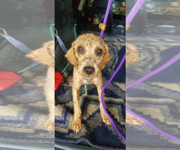 Medium Photo #7 Poodle (Miniature) Puppy For Sale in Crystal, MN, USA