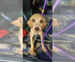 Small #6 Poodle (Miniature)