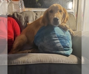 Golden Retriever Puppy for sale in GOSHEN, IN, USA