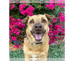 Small #1 Chow Chow Mix