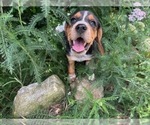 Small #17 Beagle