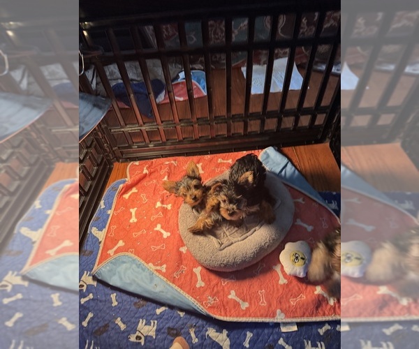 Medium Photo #4 Yorkshire Terrier Puppy For Sale in SAINT LOUIS, MO, USA