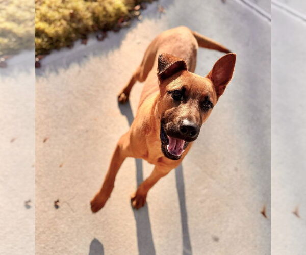 Medium Photo #1 Labrador Retriever-Unknown Mix Puppy For Sale in Holly Springs, NC, USA