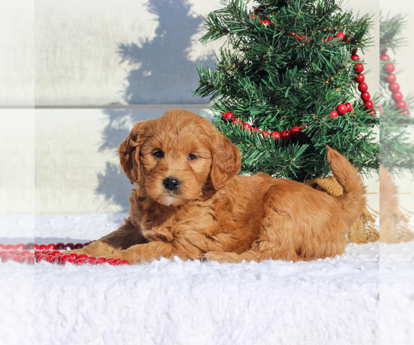 Medium Photo #4 Goldendoodle (Miniature) Puppy For Sale in CHRISTIANA, PA, USA