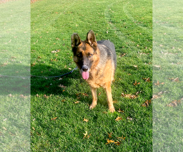 Medium Photo #3 German Shepherd Dog Puppy For Sale in Millburn, NJ, USA