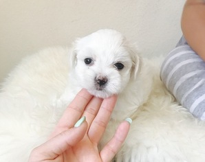 Maltese Puppy for sale in SURPRISE, AZ, USA