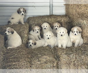 Great Pyrenees Puppy for sale in BATTLEFIELD, MO, USA