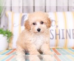 Small Photo #2 Poodle (Toy) Puppy For Sale in MOUNT VERNON, OH, USA