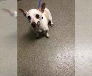 Chihuahua-Unknown Mix Dogs for adoption in Las Vegas, NV, USA