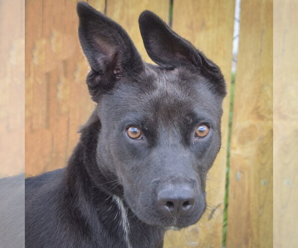 Medium Photo #1 German Pinscher-Unknown Mix Puppy For Sale in Huntley, IL, USA