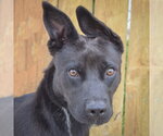Small German Pinscher Mix