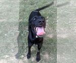 Small Photo #3 Labrador Retriever-Unknown Mix Puppy For Sale in Wetumpka, AL, USA