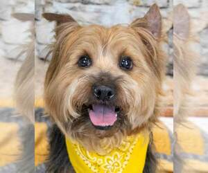 Mutt Dogs for adoption in Kennesaw, GA, USA