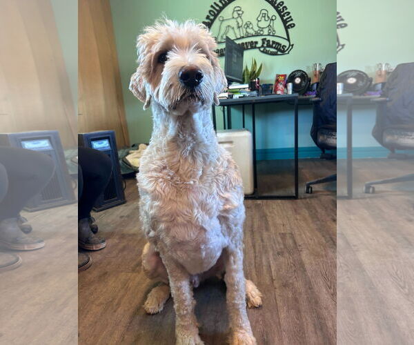 Medium Photo #2 Poodle (Standard)-Unknown Mix Puppy For Sale in Pacolet, SC, USA