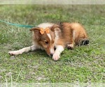 Small Photo #5 Shetland Sheepdog Puppy For Sale in LAKELAND, FL, USA