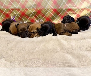 Boxweiler-Rottweiler Mix Puppy for sale in SPRINGFIELD, OR, USA