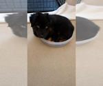 Small Photo #24 Miniature American Shepherd Puppy For Sale in HURT, VA, USA