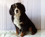Small Photo #1 Bernese Mountain Dog-Cavalier King Charles Spaniel Mix Puppy For Sale in COATESVILLE, PA, USA